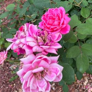 Meet your Posher, Patty